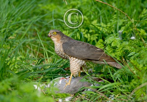 Sparrow Hawk on a Wood Pigeon DM1479